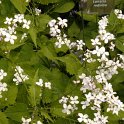 Lunaria rediviva